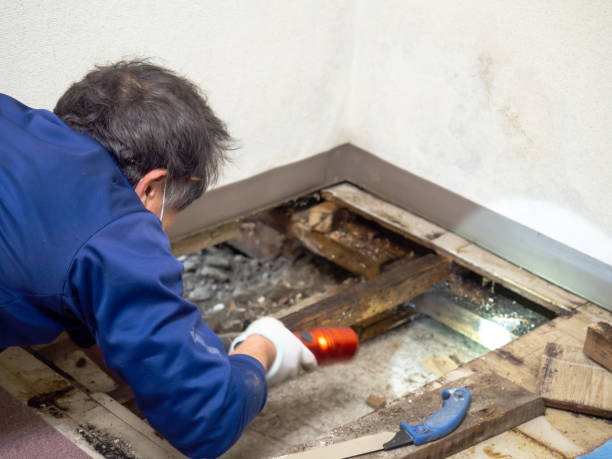 Best Attic Mold Removal  in Greenfield, CA