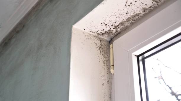 Best Mold Damage Repair  in Greenfield, CA