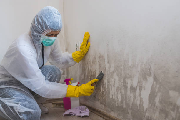Mold Removal and Inspection in Greenfield, CA