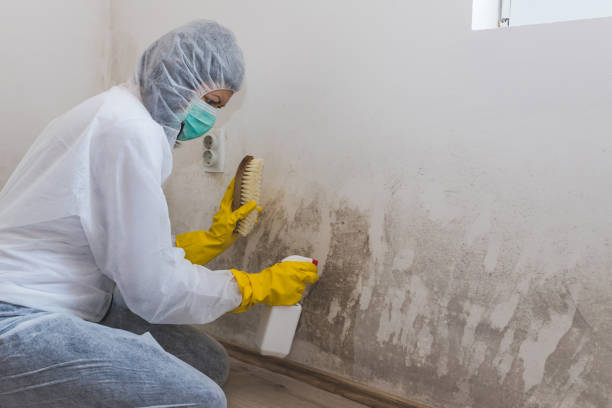 Best Mold Removal and Inspection  in Greenfield, CA