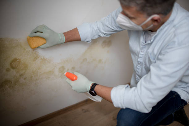Best Office Mold Removal Services  in Greenfield, CA