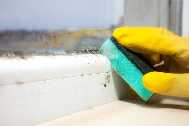 Best Attic Mold Removal  in Greenfield, CA