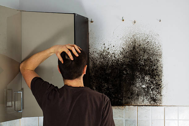 Best Mold Removal Company Near Me  in Greenfield, CA