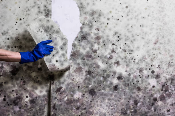 Best Mold Testing  in Greenfield, CA
