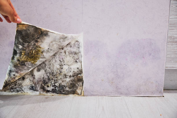 Best Certified Mold Removal  in Greenfield, CA
